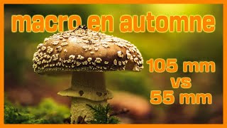 VLOG Macro photographie : Macro en automne - Quelle focale choisir?