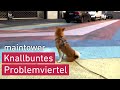 Die Frankfurter Niddastraße ist bunt | maintower