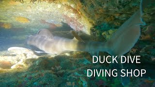 プレオープン鵜原島ポイント　千葉県エリア・スキューバダイビングでの水中世界。DUCKDIVE　DIVINGSHOP