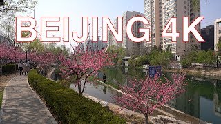 Beijing 4K - Blossom view of Beijing Greenway alongside N 2nd Rd - China 中国北京北二环北京绿道行走视频