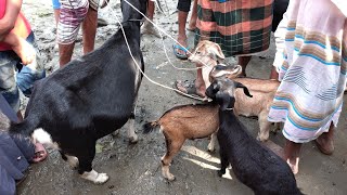 ছাগল তিনটা বাচ্চা মা সহ ধামের ধারণা নিন 2025