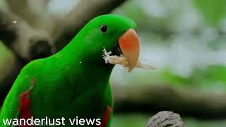 Extraordinary Birds Filmed in Stunning 4K Ultra HD at 30FPS