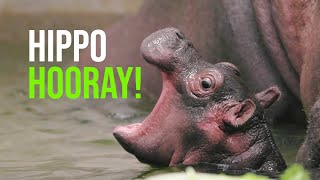 Hip-hippo-hooray!