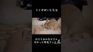 ウザかったみたいww #うさぎ #bunny #rabbit #癒し #かわいい #cute