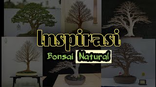 Inspirasi Bonsai Natural Juara