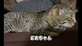 病院帰りのぐったりしおくん