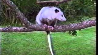 The Opossum