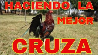 COMO CRUZAR CORRECTAMENTE.... Lo que debemos saber para poder cruzar bien nuestras aves