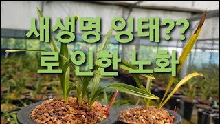 춘란배양 새생명으로 인한 노화현상 300강 201/167