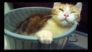 ひたすら猫が風呂入ってる動画 Part.1/Cat's Bath Time