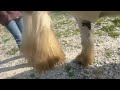 1YO 11.3HH GYPSY COB GELDING
