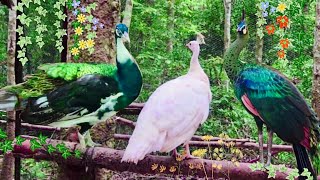 ANGKOR BOTANICAL GARDEN 🪴 Breathtaking Views Of Fauna 🦚\u0026 Flora 🌻