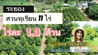 ขอแนะนำ Ep.182 #สวนทุเรียน ให้ผลผลิตแล้ว  11 ไร่ อ.แกลง จ.ระยอง ขายไร่ละ 1.3 ล้าน/099-1105495