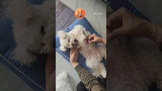 털자르기 싫다구~~#말티푸 #pets #tv동물농장 #comedy #cutedog #cute #cutepet #cat #pets #강아지미용#오징어게임