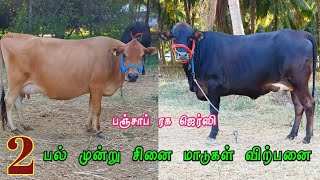 பஞ்சாப் ரக ஜெர்ஸி அழகில் சிறந்த அட்டகாசமான மூன்று சினை மாடுகள் விற்பனை