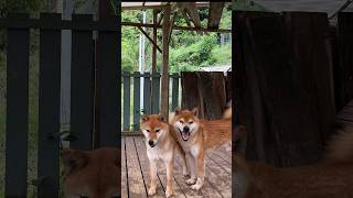 大雨警報☔️雨上がりの犬たち #柴犬 #しばいぬ#shiba #雨上がり