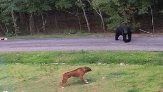 Boxer Dog vs Black Bear