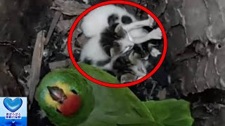 母親に育児放棄された子猫たちを懸命に守っていたインコ。その優しさに心温まる【感動】