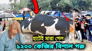 এইমাত্র! হাটেই মারা গেল ১২০০ কেজি ওজনের বিশাল একটি গরু! একমাত্র সম্বল হারিয়ে কেঁদে কেঁদে বেহুশ মালিক