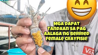 TIPS at MGA DAPAT TANDAAN sa PAGAALAGA ng BERRIED FEMALE CRAYFISH🦞🦞🦞