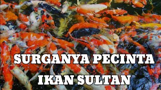 TERAPI STRESS PALING AMPUH ‼️ SERPIHAN SURGANYA IKAN KOI