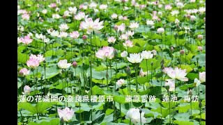 蓮の花満開の奈良県橿原市　　藤原宮跡　蓮池　再訪　写真紀行　2022