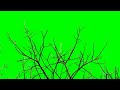 dry tree branches green screen background video footage hd