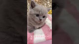 雅格貓舍-紫丁香全色曼赤肯妹妹