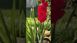 BEAUTIFUL GLADIOLUS #youtubeshorts #shorts #flowers #gladiolus #simplelivinginusa