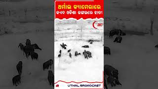 ଥର୍ମାଲ କ୍ୟାମେରାରେ କଏଦ ଓଡିଶା ଜଙ୍ଗଲରେ ହାତୀ #ubcnewsodia #odia #thermalcamera #elephant