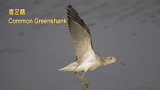 青足鷸(青腳鷸)/Common Greenshank