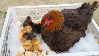 21 Days of Egg Harvesting: The Amazing Results! 🥚🐣🐓