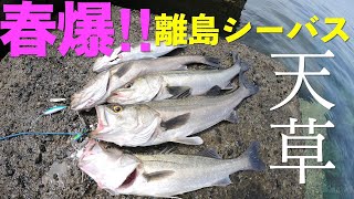 【春爆】天草の離島シーバス　シーバスが入れ食いでした！