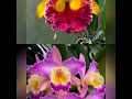 pink cactus flowers