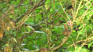 A Pair of Wrens and A Dunnock - Troglodyte Mignon et Accenteur Mouchet