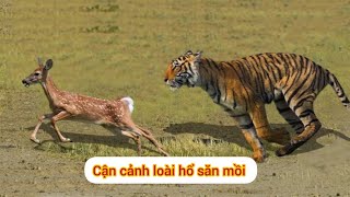 Bản lĩnh săn mồi của loài hổ thật nhanh nhẹn và đáng sợ (tiger predator)