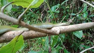 green keelback snake