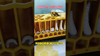 The Life Cycle of a HoneyBee