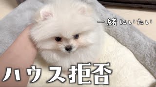 夜になっても寝たくないポメラニアンの子犬【お迎え2日目】