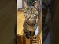 Blind Cat Meows for Mama