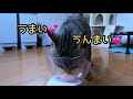 元野良猫さんがハッキリしゃべるので聞いてあげてください！保護猫さん達の猫草を食べる様子が可愛い過ぎました…