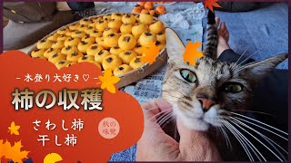 柿の収穫と猫🍁😻さわし柿と干し柿にします❤