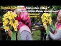 Bunga Kamboja mengapa sering ditanam di kuburan?? - Khasiat bunga kamboja - Plumeria (Adenium plant)