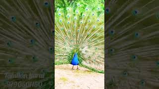 Peacock Dance - அழகு மயில் தோகை விரித்தாடும் காட்சி