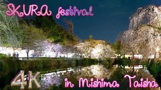 Sakura Festival in Mishima Taisha【4k】　三嶋大社～桜祭り～