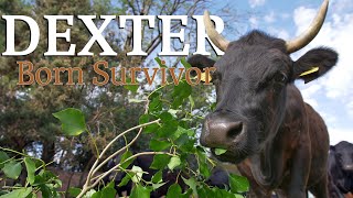 Born Survivor - Story of the Dexter - Heritage Cattle