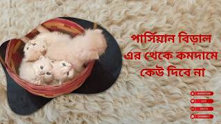 Persian Cat For Sale | Persian Cat Price In BD | পার্সিয়ান বিড়ালের দাম