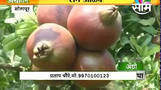 सोलापुरातील प्रताप चौरे यांच्या डाळिंब शेतीची यशोगाथा.. सोलापुरातील प्रताप चौरे यांच्या डाळिंब शेतीची यशोगाथा..