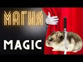 Magical hamster 🧙🧙🧙 hamster us