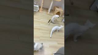 간만에 반응 좋은 장난감 발견 잘샀다👏🏻👏🏻  #duit #마우스봇 #두잇 #고양이 #고양이집사 #cat #catlover #샴고양이 #siamese